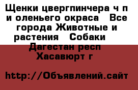 Щенки цвергпинчера ч/п и оленьего окраса - Все города Животные и растения » Собаки   . Дагестан респ.,Хасавюрт г.